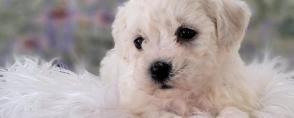 bichon shih tzu puppies for sale